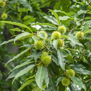 Chinese Chestnut Tree